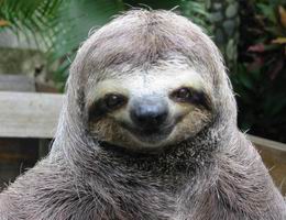 Chitika Insights Special Report: Sloths Generate More Search Traffic than Facebook